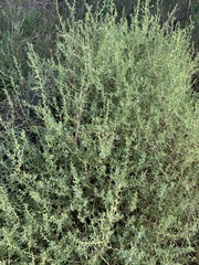 Sclerolaena muricata