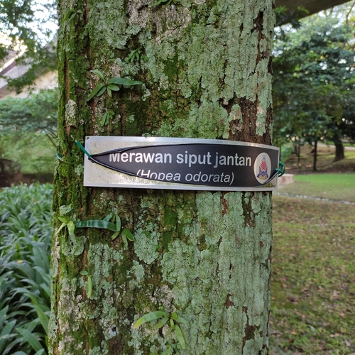 Image of Hopea odorata by (c) Jenny Saito, some rights reserved (CC BY)