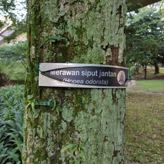 Hopea odorata