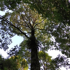 Hopea odorata