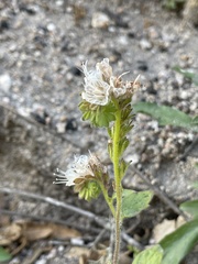 Phacelia grisea