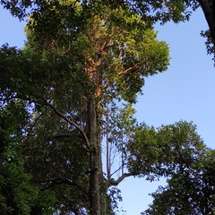 Hopea odorata