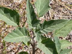 Datura wrightii