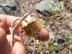 Datura wrightii