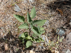 Datura wrightii