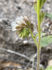 Phacelia grisea