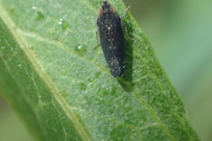 Scaphytopius loricatus