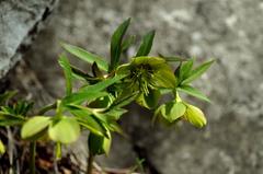 Helleborus odorus