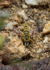 Pseudonomoneura hirta