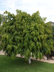 Ficus binnendykii