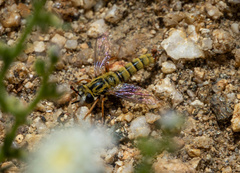 Pseudonomoneura hirta