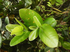 Myrcia subsessilis