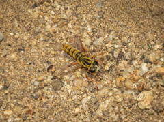 Pseudonomoneura hirta