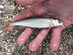 Mylocheilus caurinus