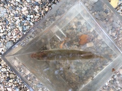 Mylocheilus caurinus