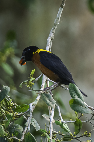 Yellow-mantled Weaver