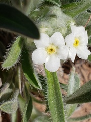 Oreocarya suffruticosa