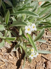 Oreocarya suffruticosa