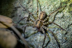 Heteropoda amphora