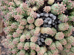 Euphorbia willowmorensis