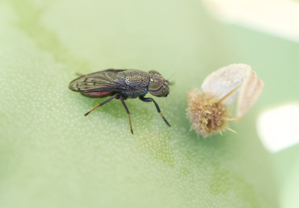 Notogramma purpuratum