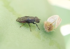 Notogramma purpuratum