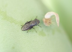 Notogramma purpuratum