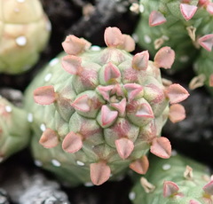 Euphorbia willowmorensis