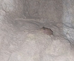 Craugastor yucatanensis