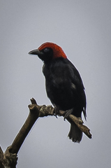 Malimbus rubricollis