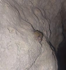 Craugastor yucatanensis