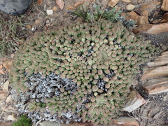 Euphorbia willowmorensis