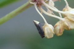 Scaphytopius loricatus