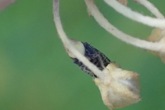 Scaphytopius loricatus