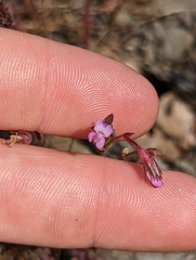 Collinsia sparsiflora collina