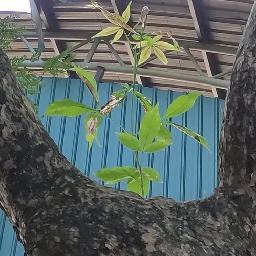 Image of Vitex pinnata by (c) Jenny Saito, some rights reserved (CC BY)