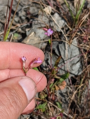 Collinsia sparsiflora collina
