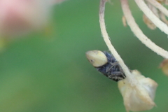 Scaphytopius loricatus