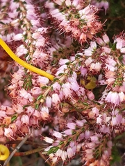 Erica nudiflora