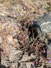 Collinsia sparsiflora collina