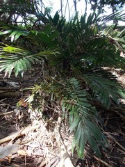 Bactris major