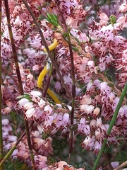 Erica nudiflora