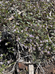 Phacelia suaveolens