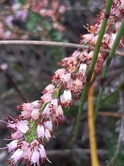 Erica nudiflora