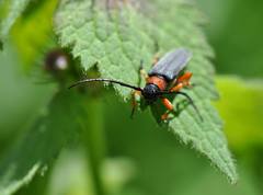 Phytoecia affinis
