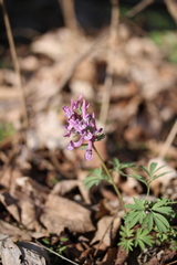 Corydalis solida