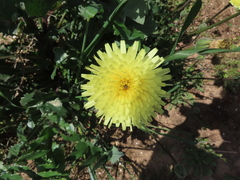 Urospermum dalechampii