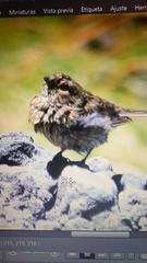 Melanodera xanthogramma