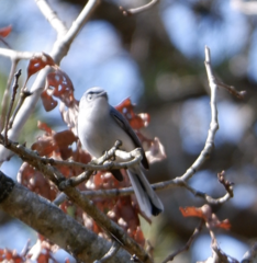 Polioptila caerulea caerulea