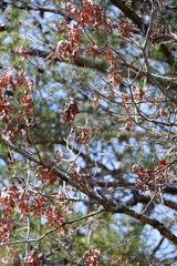 Polioptila caerulea caerulea